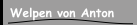 Welpen von Anton
